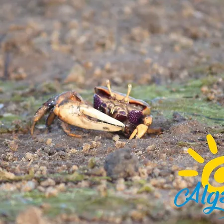 Azura By Algartur Διαμέρισμα Conceição